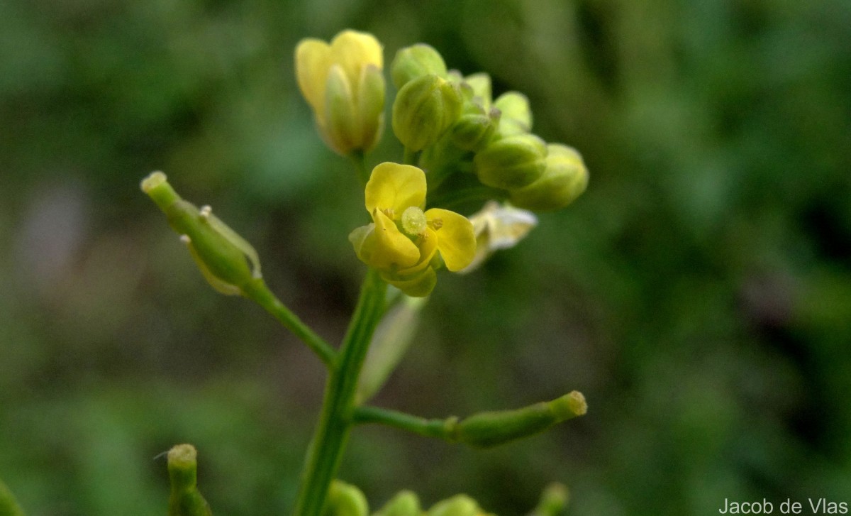 Rorippa indica (L.) Hiern